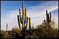 Old saguaro cacti, Lost Dutchman State Park. Arizona, USA (color)