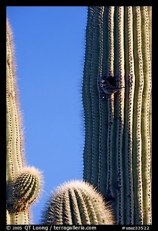 Cactus Wren nesting in a cavity of a saguaro cactus, Lost Dutchman State Park. Arizona, USA