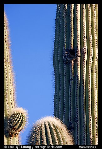 Cactus Wren nesting in a cavity of a saguaro cactus, Lost Dutchman State Park. Arizona, USA (color)