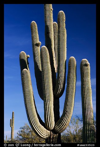 Old saguaro cacti, Lost Dutchman State Park. Arizona, USA (color)