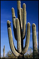 Old saguaro cacti, Lost Dutchman State Park. Arizona, USA