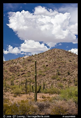 Saguaro cactus, hill, and clouds, Sonoran Desert National Monument. Arizona, USA
