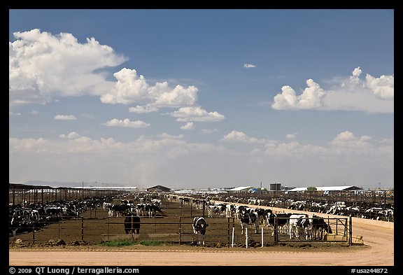 Cattle feedlot, Maricopa. Arizona, USA