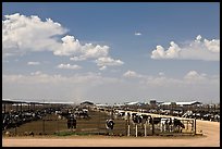 Cattle feedlot, Maricopa. Arizona, USA (color)