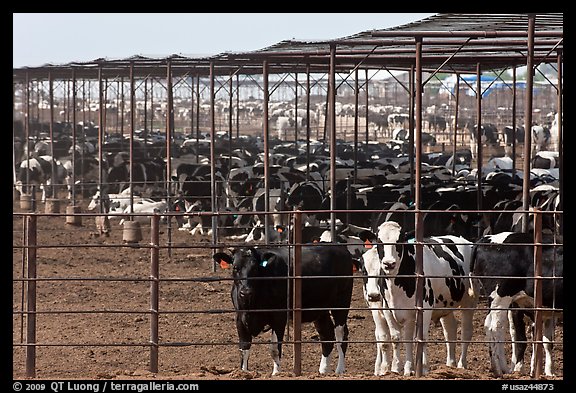 Beef cattle in feedyard, Maricopa. Arizona, USA