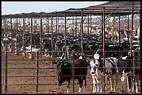 Beef cattle in feedyard, Maricopa. Arizona, USA