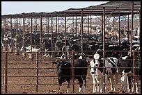 Beef cattle in feedyard, Maricopa. Arizona, USA (color)