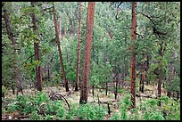 Pine trees, Apache National Forest. Arizona, USA