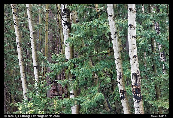 Aspens and conifers, Apache National Forest. Arizona, USA