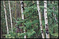 Aspens and conifers, Apache National Forest. Arizona, USA (color)