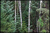 Mixed woodland with aspens and evergreens, Apache National Forest. Arizona, USA