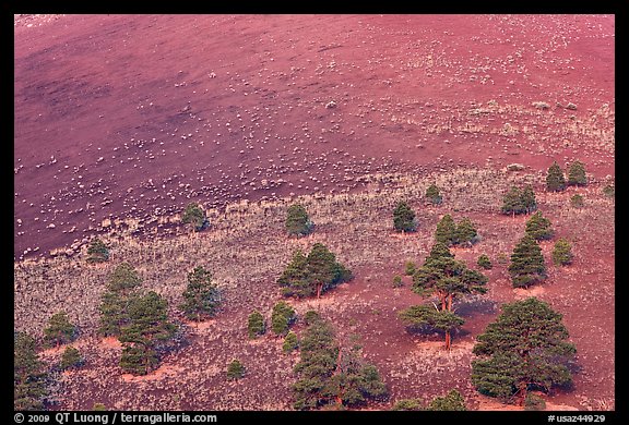 Pines on cinder slopes of crater at sunrise. Sunset Crater Volcano National Monument, Arizona, USA (color)