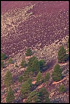 Pines trees and shrubs on cinder slope at sunrise, Sunset Crater Volcano National Monument. Arizona, USA (color)