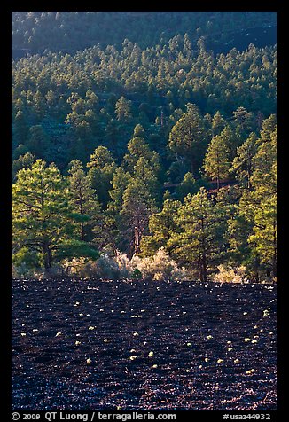 Cinder and forest. Sunset Crater Volcano National Monument, Arizona, USA
