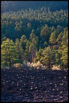 Cinder and forest. Sunset Crater Volcano National Monument, Arizona, USA