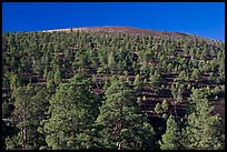 Pine trees on slopes of crater. Sunset Crater Volcano National Monument, Arizona, USA