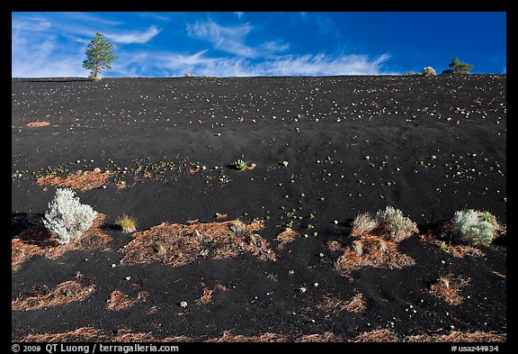 Sparse vegetation on cinder slope, Sunset Crater Volcano National Monument. Arizona, USA (color)