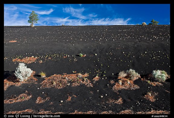 Sparse vegetation on cinder slope. Sunset Crater Volcano National Monument, Arizona, USA