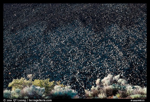 Sagebrush and pumice, Sunset Crater Volcano National Monument. Arizona, USA