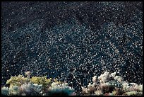 Sagebrush and pumice, Sunset Crater Volcano National Monument. Arizona, USA (color)