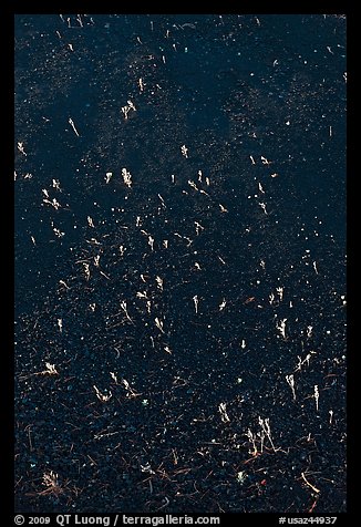 Grasses and dark cinder. Sunset Crater Volcano National Monument, Arizona, USA