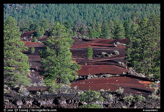 Pine trees, hardened lava, and red cinder, Sunset Crater Volcano National Monument. Arizona, USA (color)
