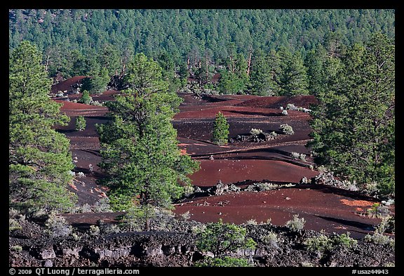 Pine trees, hardened lava. Sunset Crater Volcano National Monument, Arizona, USA (color)