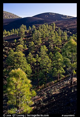 Pine trees growing on lava fields. Sunset Crater Volcano National Monument, Arizona, USA