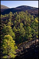 Pine trees growing on lava fields. Sunset Crater Volcano National Monument, Arizona, USA