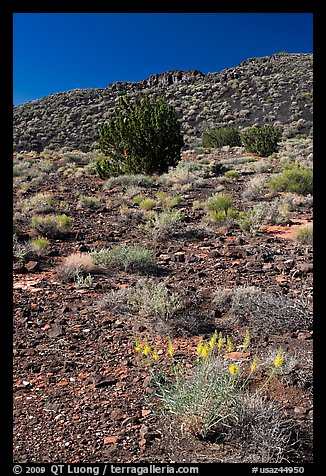 Volcanic hillside, Wupatki National Monument. Arizona, USA (color)