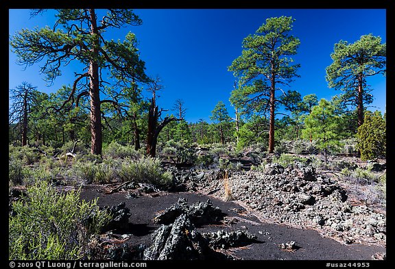 Kana-a lava flow, Coconino National Forest. Arizona, USA