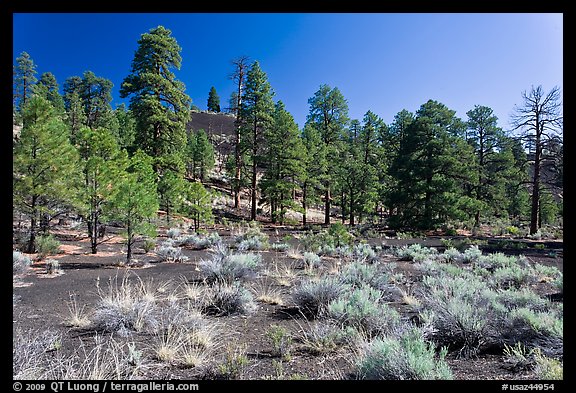 Cinder and pine trees, Coconino National Forest. Arizona, USA