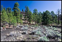 Cinder and pine trees, Coconino National Forest. Arizona, USA ( color)