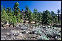 Cinder and pine trees, Coconino National Forest. Arizona, USA (color)