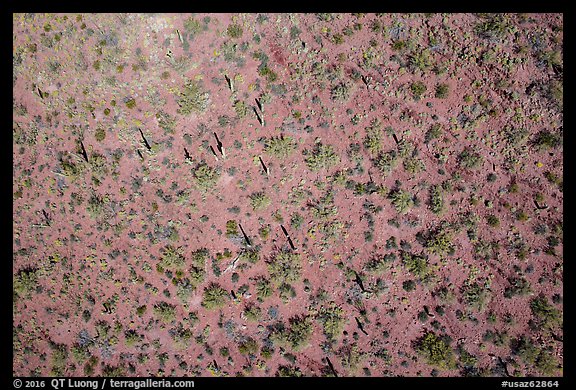 Aerial view of desert scrubland with cactus. Tucson, Arizona, USA (color)