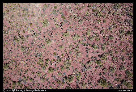 Aerial view of desert scrubland with cactus. Tucson, Arizona, USA (color)