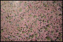 Aerial view of desert scrubland with cactus. Tucson, Arizona, USA ( color)