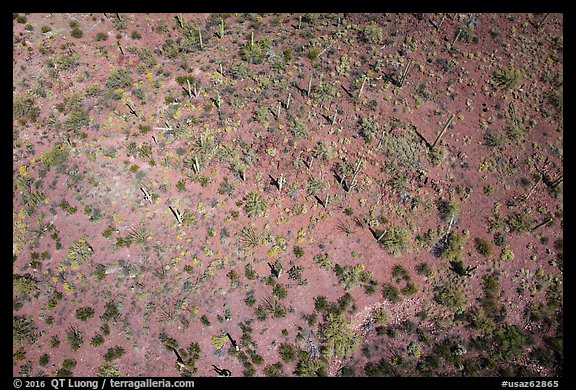 Aerial view of desert scrubland with saguaro cactus. Tucson, Arizona, USA (color)