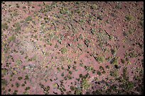 Aerial view of desert scrubland with saguaro cactus. Tucson, Arizona, USA ( color)