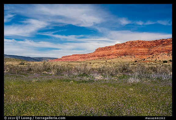 Flowers and Vermilion Cliffs. Vermilion Cliffs National Monument, Arizona, USA (color)