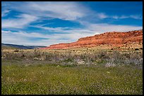 Flowers and Vermilion Cliffs. Vermilion Cliffs National Monument, Arizona, USA ( color)