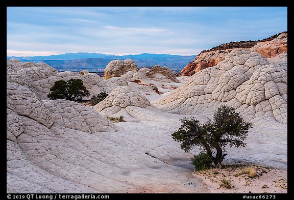 Trees on white crossbed sandstone layer, White Pocket. Vermilion Cliffs National Monument, Arizona, USA (color)