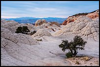 Trees on white crossbed sandstone layer, White Pocket. Vermilion Cliffs National Monument, Arizona, USA ( color)