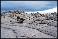 Lone tree on cross-bedding, White Pocket. Vermilion Cliffs National Monument, Arizona, USA ( color)
