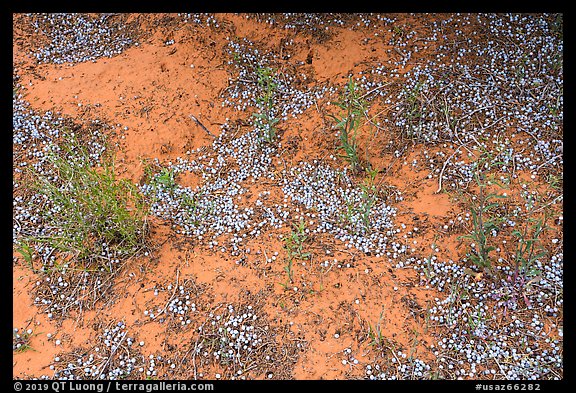 Fallen juniper berries. Vermilion Cliffs National Monument, Arizona, USA (color)