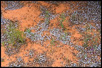 Fallen juniper berries. Vermilion Cliffs National Monument, Arizona, USA ( color)