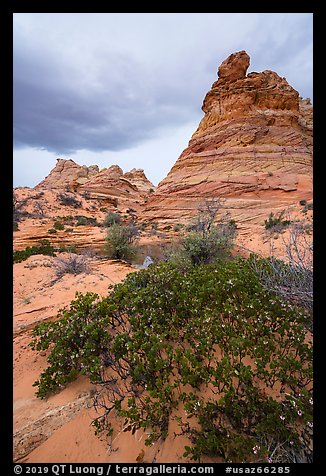 Desert shurbs and Cottonwood Teepees. Vermilion Cliffs National Monument, Arizona, USA (color)