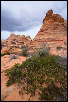 Desert shurbs and Cottonwood Teepees. Vermilion Cliffs National Monument, Arizona, USA ( color)