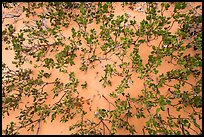 Srubs in bloom on sand dune. Vermilion Cliffs National Monument, Arizona, USA ( color)