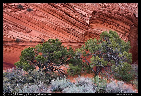 Trees and sandstone buttes, Coyote Buttes South. Vermilion Cliffs National Monument, Arizona, USA (color)